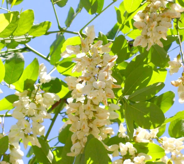 Close up of acacia tree blossoms with green leaves under clear blue sky