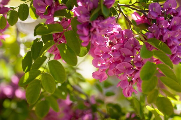 Close up of acacia tree branches with green leaves and pink flowers in sunlight
