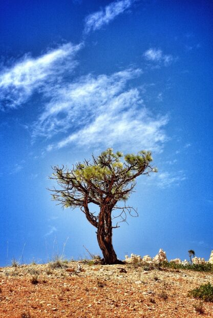 A lone acacia tree stands on a dry rocky hill under a bright blue sky with wispy clouds