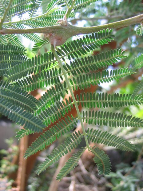 Close up of acacia tree leaves with sharp thorns in natural sunlight