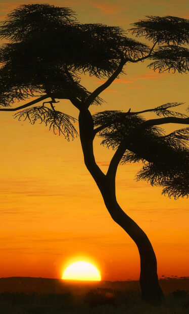 Silhouette of an acacia tree against a vibrant sunset sky on the horizon