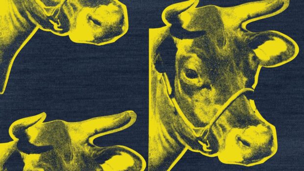A yellow pop art style cow head inspired by Andy Warhol on a dark blue background