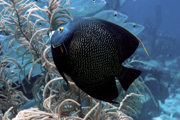 A detailed angelfish swimming near coral in clear ocean water