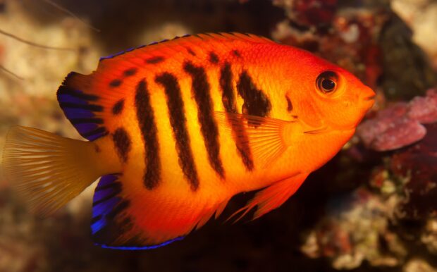 Vibrant bright orange angelfish with black stripes swimming underwater in coral reef environment