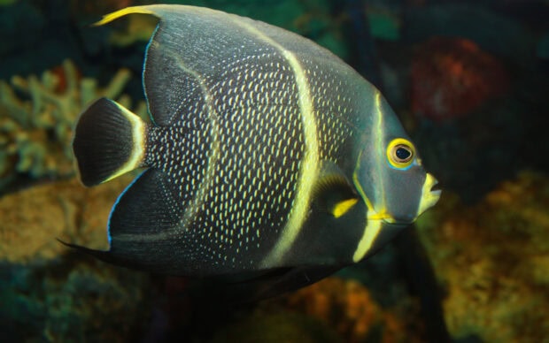 A detailed close up of an angelfish with patterned scales swimming underwater
