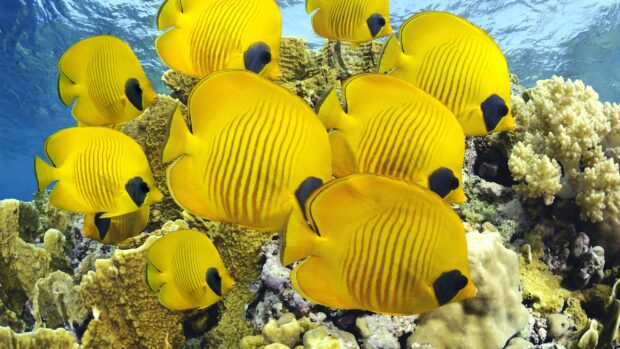 A school of yellow striped angelfish swimming over vibrant coral reefs in clear ocean water