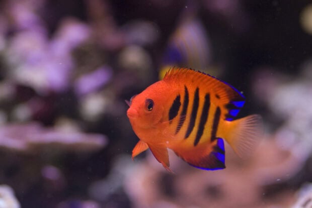 A vibrant angelfish swimming near coral in an underwater scene