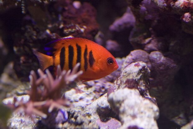 A vibrant orange fish with black stripes swimming near coral in an underwater scene