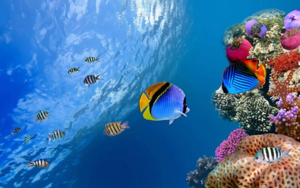 Colorful angelfish swimming near vibrant coral reefs in clear blue ocean water