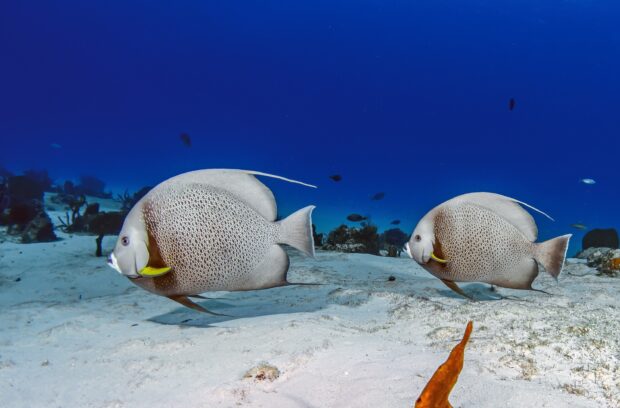 Two angelfish swimming gracefully near the ocean floor with clear blue water background