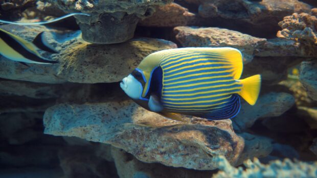 A colorful angelfish swimming near coral reefs in clear water