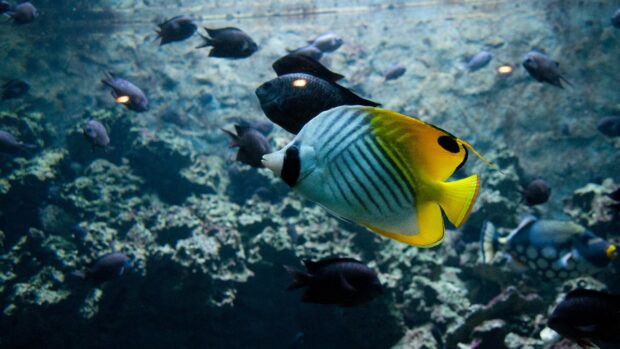 A vibrant angelfish swimming among dark fish in a coral reef environment