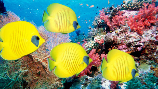 Bright yellow angelfish swimming near colorful coral reefs in a clear ocean environment