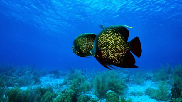 Two colorful angelfish swimming over coral in the ocean