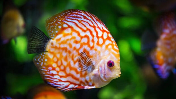 A bright orange angelfish with intricate patterns swimming in a vibrant green aquarium background