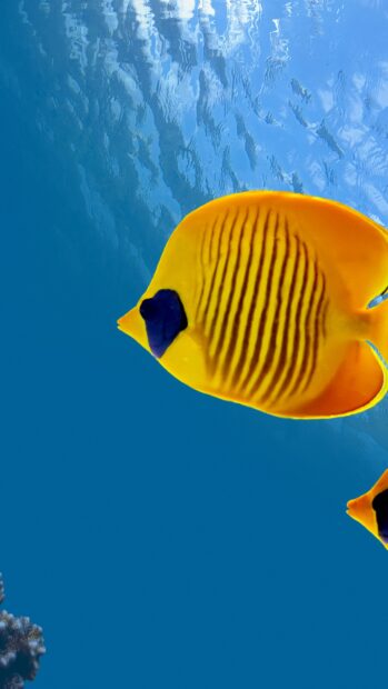 Bright yellow angelfish swimming in clear blue ocean water with coral visible