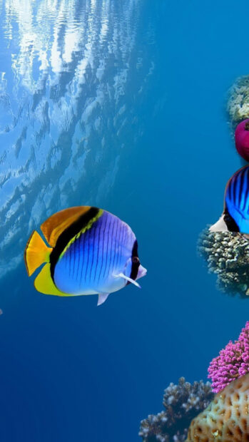 Colorful angelfish swimming near coral reef in bright blue ocean water