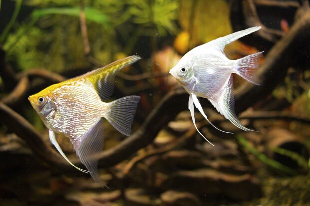 Two angelfish swimming near underwater plants in a natural aquarium environment