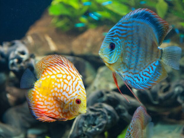 Two colorful angelfish swimming closely in clear aquarium water