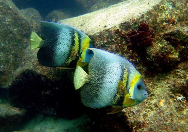 Two colorful angelfish swimming near coral reefs in clear water