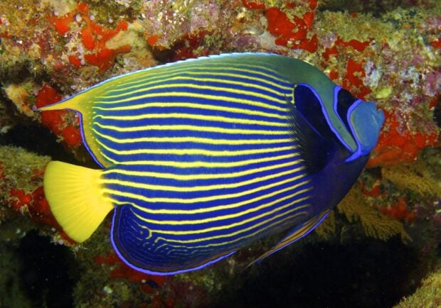 Vibrant angelfish with yellow and blue stripes swimming near a coral reef