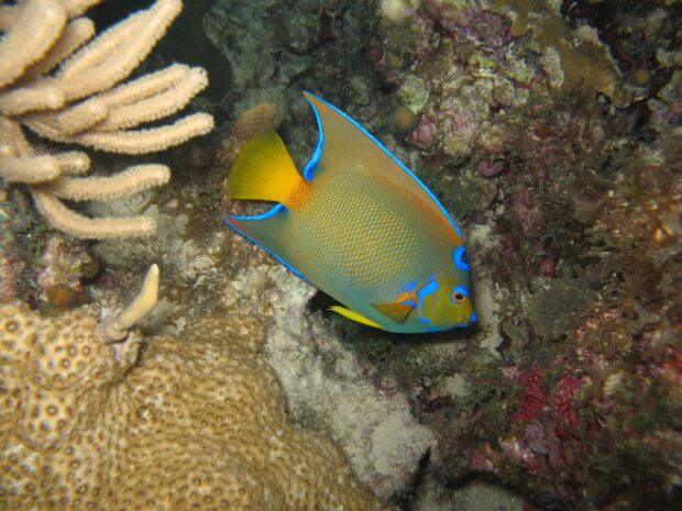 A colorful angelfish swimming near coral reefs in clear ocean water