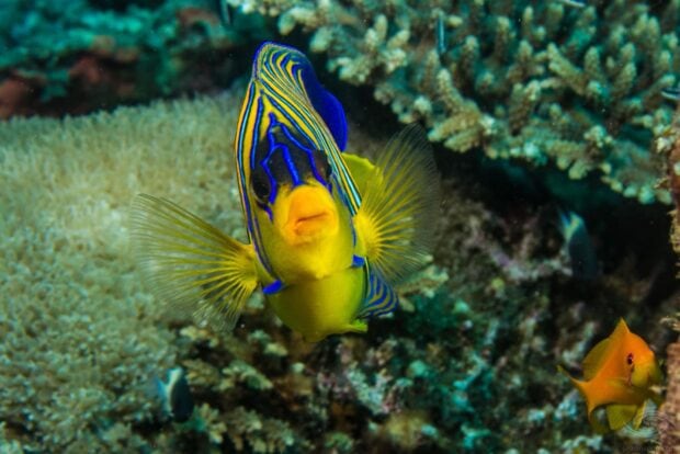A colorful angelfish swimming near coral reefs in vibrant underwater scenery