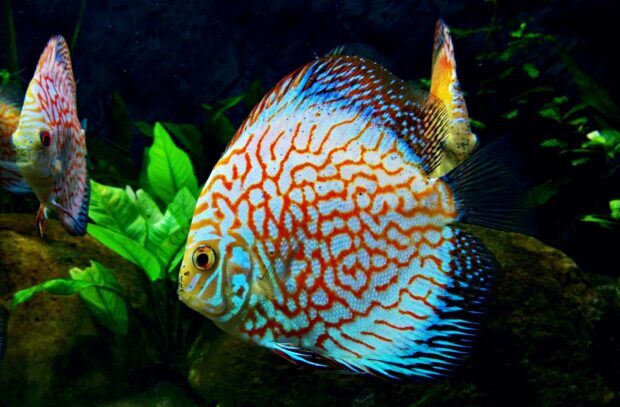 A colorful angelfish swimming near green aquatic plants in an aquarium environment