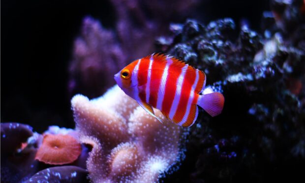 A colorful angelfish with red and white stripes swimming near coral reef in vibrant water