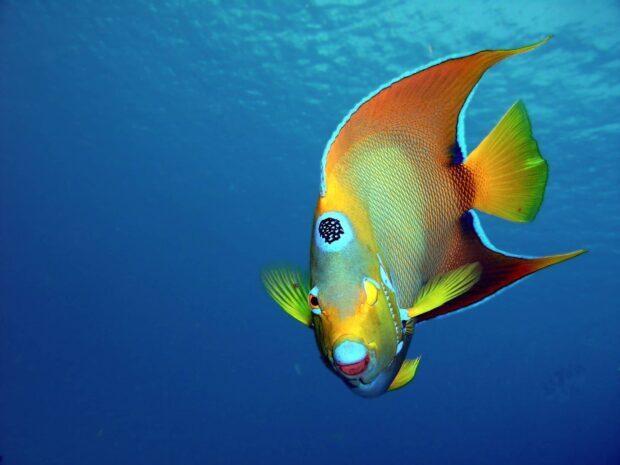 A colorful angelfish swimming gracefully in the deep blue ocean