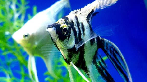 Close up of angelfish swimming in clear blue water with green aquatic plants visible