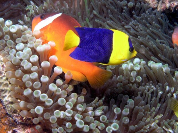 Colorful angelfish swimming near coral reef in clear water