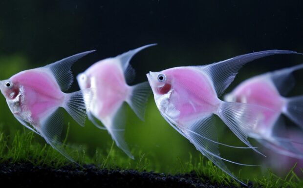 Pink angelfish swimming in clear aquarium water with green plants in the background