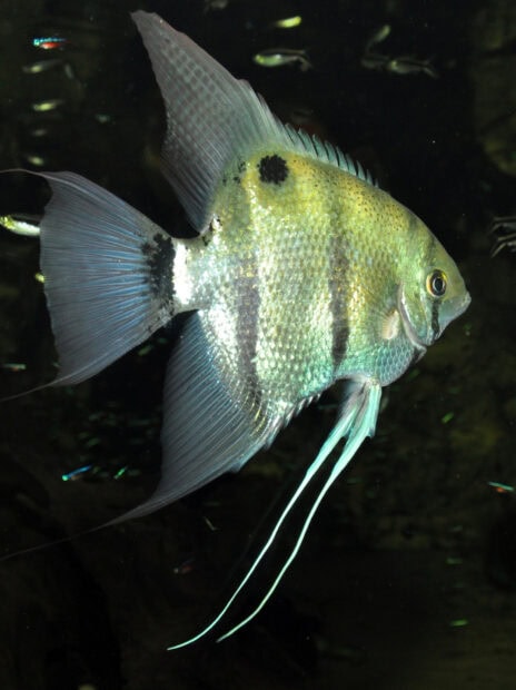 A close up of angelfish swimming in dark water with long fins and bright scales
