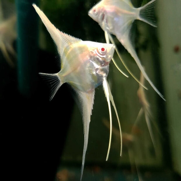 A close up of a angelfish swimming in an aquarium with clear fins and red eyes