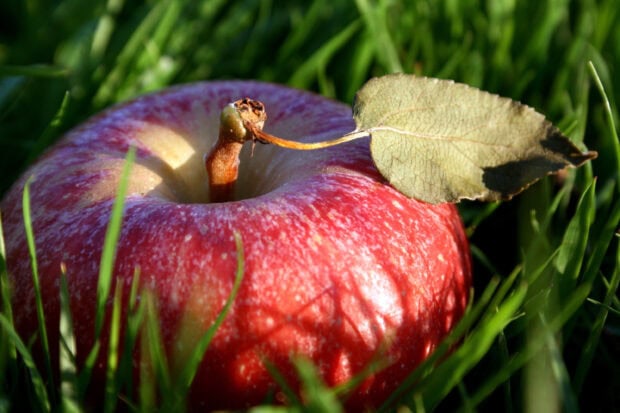Close up of ripe apple fruit lying on green grass with a dried leaf attached