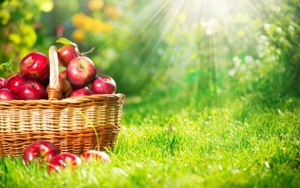 A basket filled with fresh red apple fruit on green grass under sunlight rays