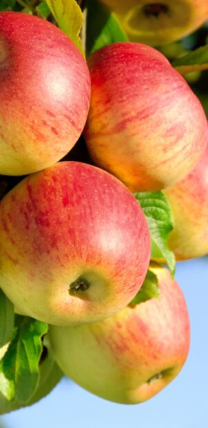 Fresh apple fruit hanging on tree with green leaves in sunlight