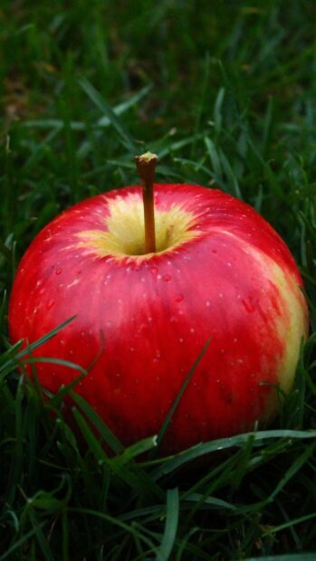 A fresh red apple fruit resting on green grass in natural light