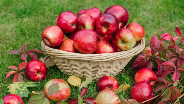 A basket full of fresh apple fruit on grass surrounded by autumn leaves