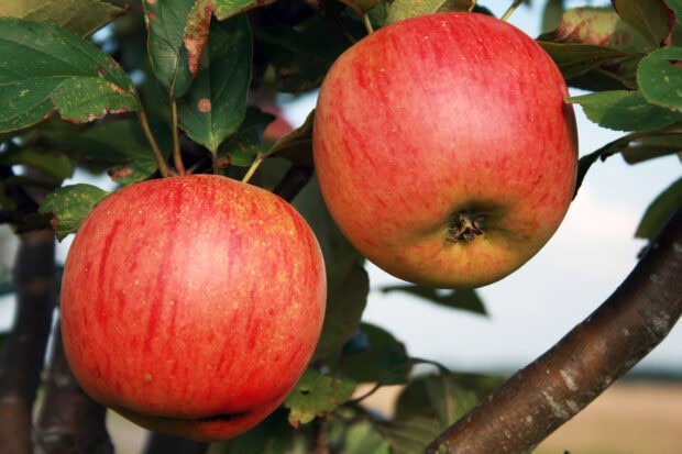 Two fresh apple fruits hanging on tree branch with green leaves
