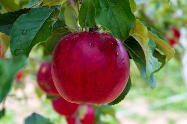 A fresh red apple fruit hanging on a tree with water droplets and green leaves