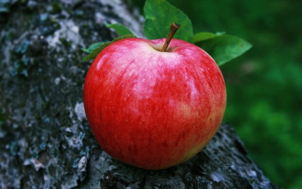 A fresh red apple fruit resting on a tree bark with green leaves in the background