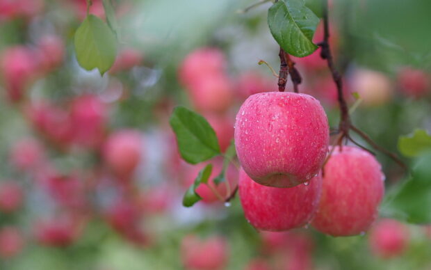 Fresh apple fruit hanging on the tree with water droplets in an orchard