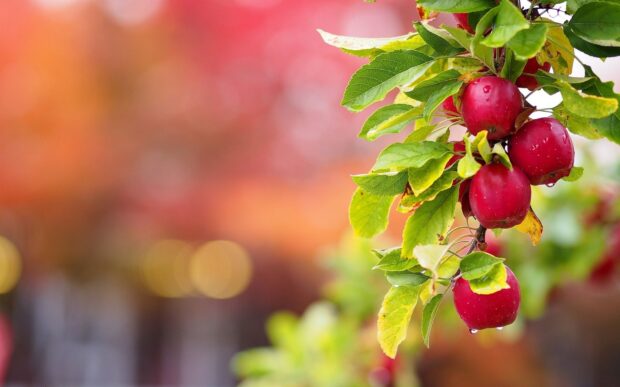 Red apples hanging on the tree branch with green leaves and colorful blurred background