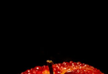 Close up of fresh apple fruit covered with water droplets