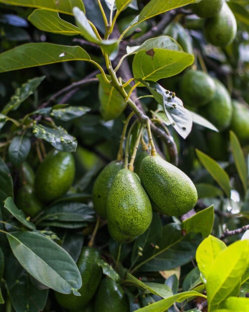 Fresh avocado hanging on the branch among green leaves