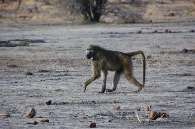 A baboon walking across a dry savannah landscape with sparse vegetation and scattered rocks