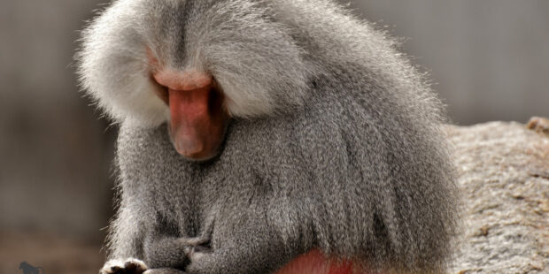 A close up of a baboon showing its detailed gray fur and red face with a calm posture