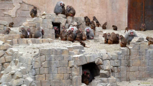 A large group of baboon sitting and resting on ancient stone ruins in a natural habitat